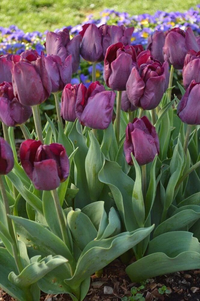 Перпл леди тюльпан фото и описание Tulip Purple Lady Bulb flowers, Tulips, Tulip bulbs