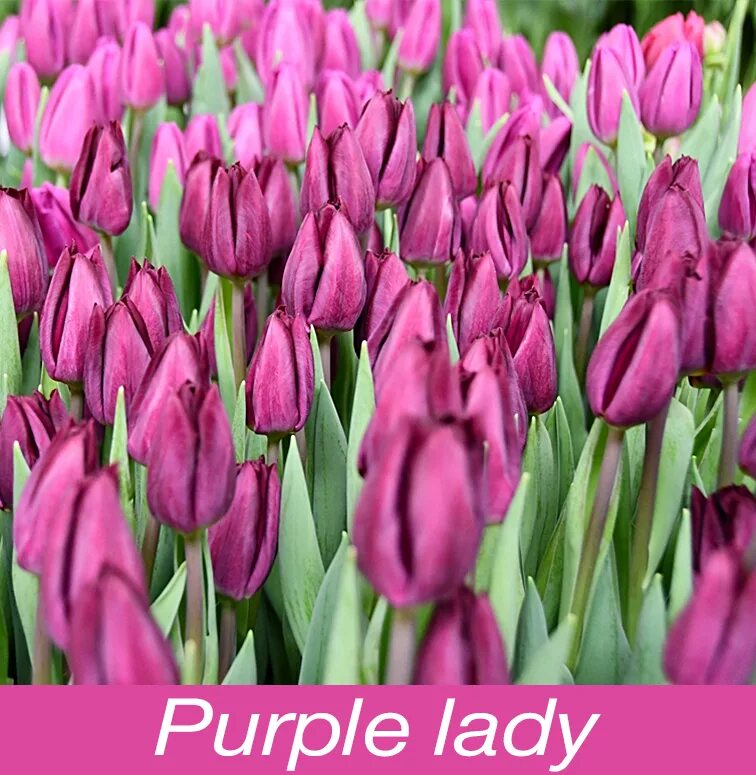 Перпл леди тюльпан фото и описание Тюльпан Purple Lady (Пёрпл Леди), оптом, к 8 марта, фиолетовый