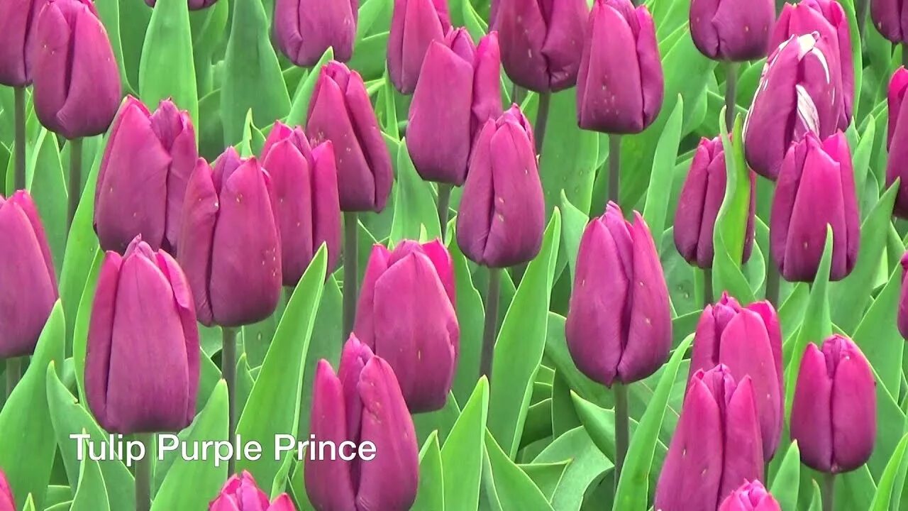 Перпл принц тюльпан фото Tulip Purple Prince - Tulip Bulbs from Holland - YouTube