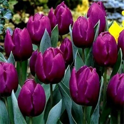 Перпл принц тюльпан фото Тюльпан Purple Prince (Перпл Принс) Купить Тюльпан Purple Prince (Перпл Принс) в