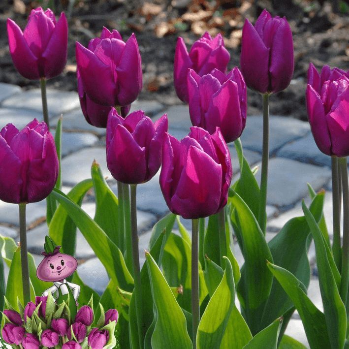 Перпл принц тюльпан фото Луковицы Тюльпан Chipollino flowers купить по выгодной цене в интернет-магазине 