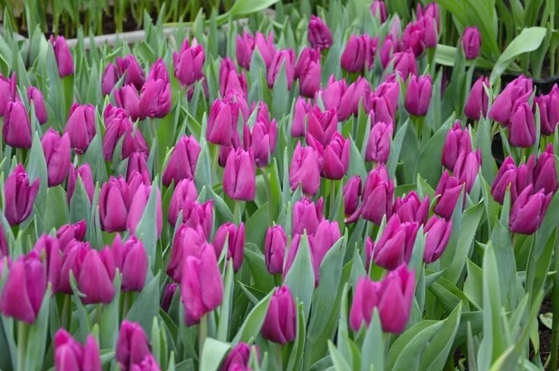Перпл принц тюльпан фото Город цветов: на клумбах Анапы появятся новые луковичные и фиалковые