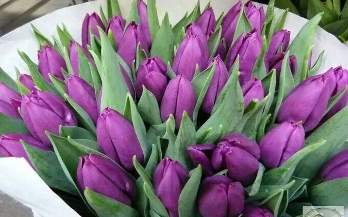 Перпл принц тюльпан фото Тюльпан Тюльпан - PURPLE FLAG. Подарки к 8 марта
