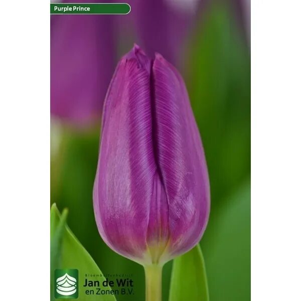 Перпл принц тюльпан фото Tulipa Purple prince (Pp) - FloraXchange
