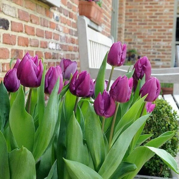 Перпл принц тюльпан фото Tulip 'Purple Prince' Planting tulips, Tulip bulbs, Easy plants to grow