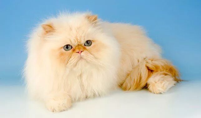Перс кот фото pictures of persian cats - Google Search Persian cat, Cat aesthetic, Beautiful c