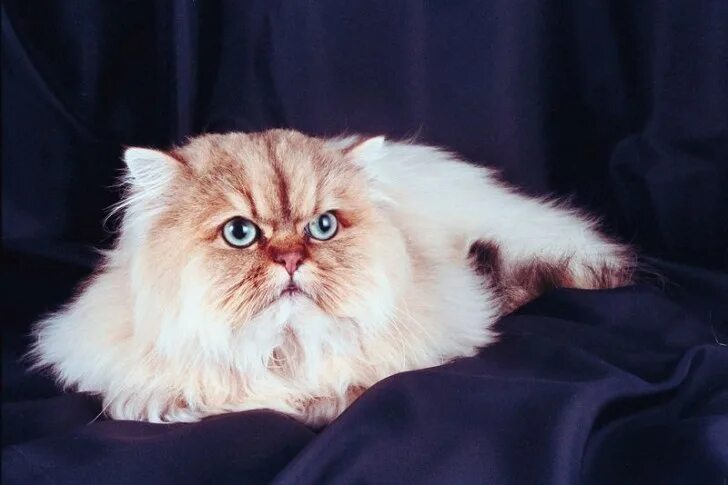 Перс кот фото The Persian Cat Breed : Biological Science Picture Directory - Pulpbits.net