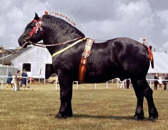 Першерон лошадь фото Percheron