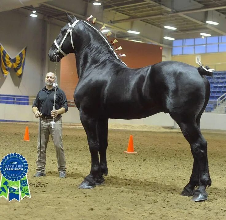 Першерон лошадь фото Timeline Photos - I'm a horseaddict Percheron horses, Horses, Beautiful horses