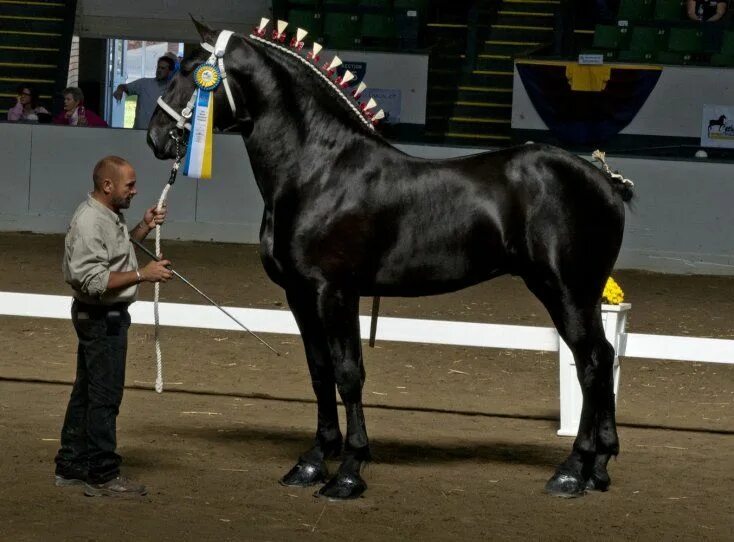Першерон лошадь фото с человеком Los caballos más lindos del mundo, nunca has visto nada parecido Percheron horse