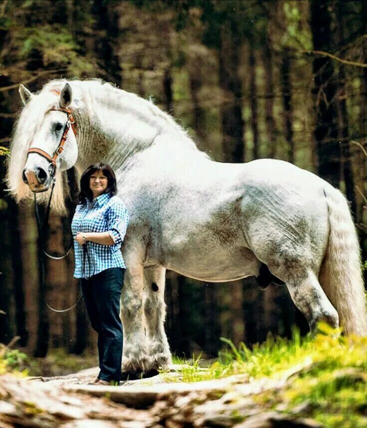 Першерон лошадь фото с человеком Pin von Herbert T. auf horses Percheron pferde, Kaltblut pferde, Große pferde