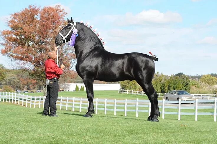 Першерон лошадь фото с человеком Windemere's North American Maid (Moose), Percheron Stallion Horses, Draft horses