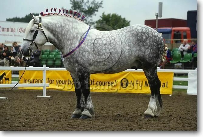 Першерон лошадь фото с человеком Percheron Horses, Percheron horses, Horse breeds