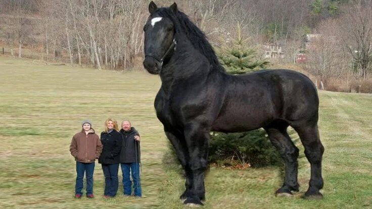 Першерон лошадь фото с человеком This is the BIGGEST Horse to Ever Roam The Planet! Big horses, Animals beautiful