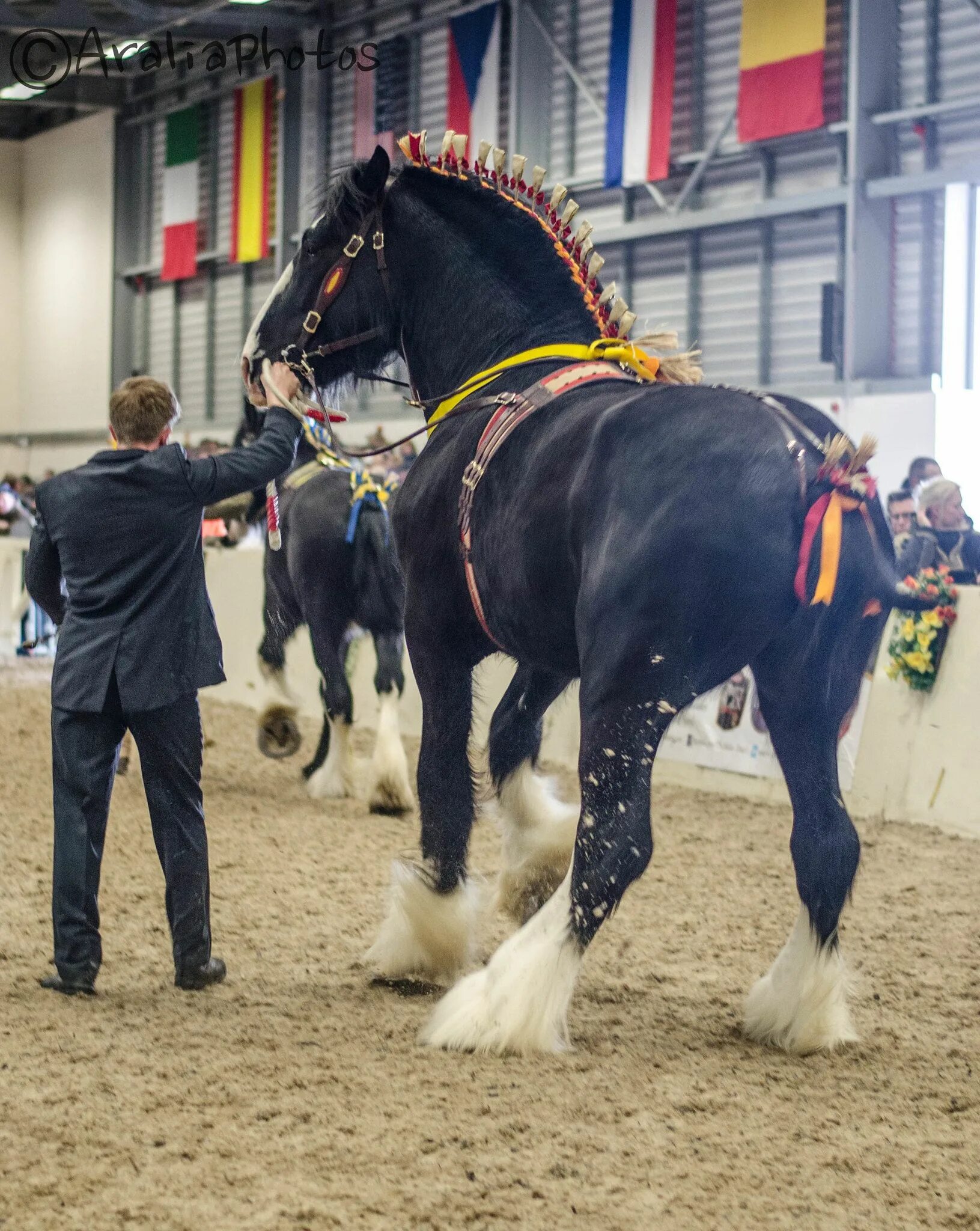 Першероны лошади цена и фото spring shire show Horses, Clydesdale horses, Percheron horses