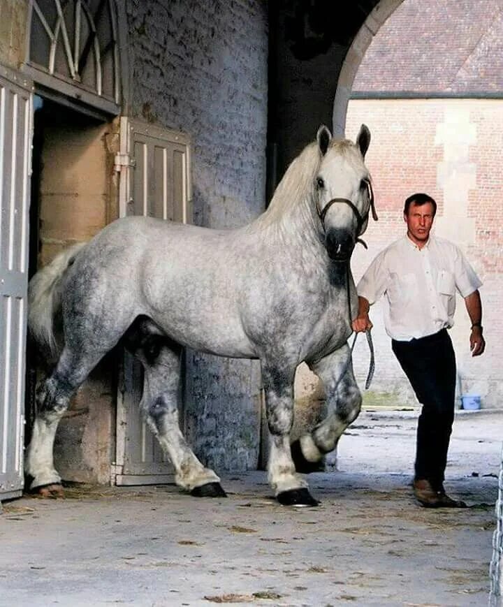 Першероны лошади цена и фото Dapple gray draft Clydesdale horses, Horse breeds, Horses