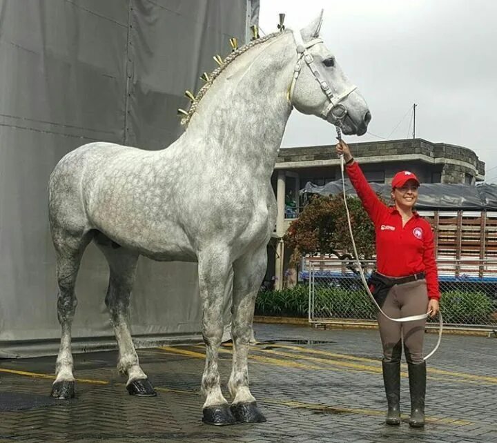 Першероны лошади цена и фото Draft Horse Appreciation Percheron horses, Big horses, Horse breeds