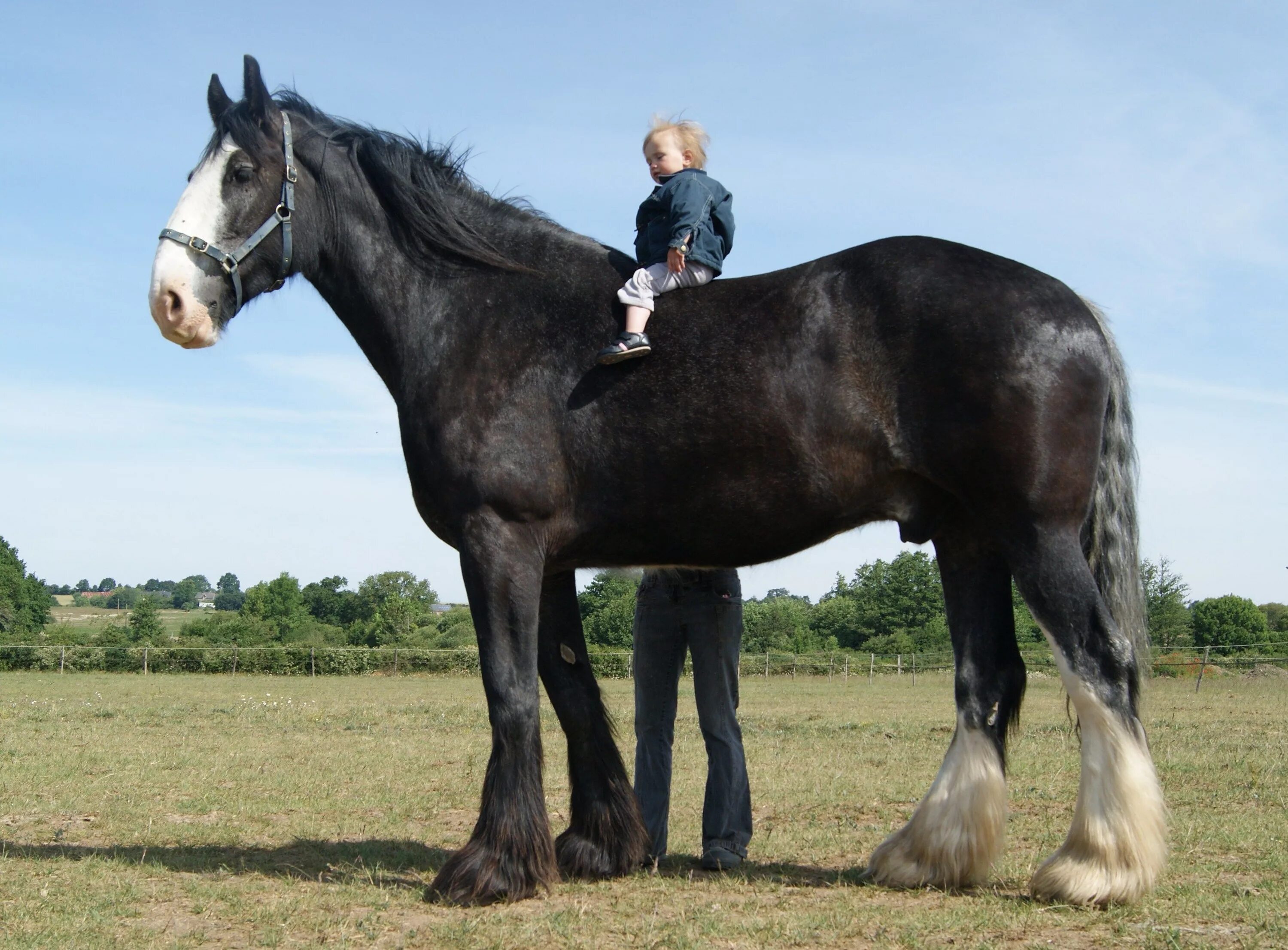 Першероны лошади цена и фото Pin su Percheron Horses Cavalli da tiro, Cavallo da tiro, Razze equine