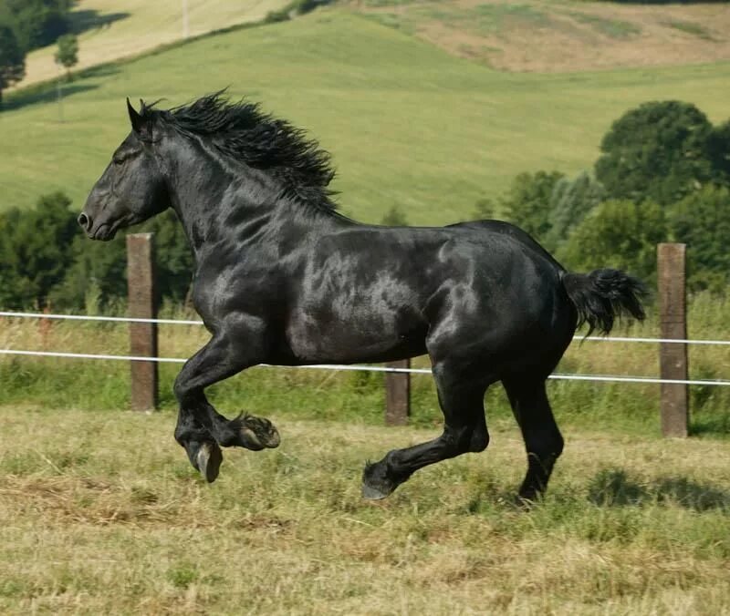 Першероны лошади цена и фото Own a Percheron. Percheron horses, Horses, Horse breeds