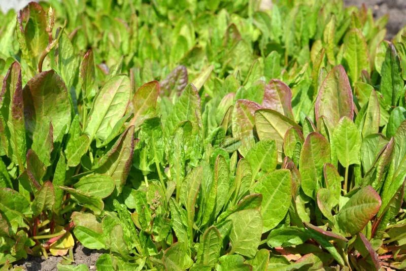 Перси щавель и ракушка фото Sorrel sour stock photo. Image of background, food, mature - 55239440
