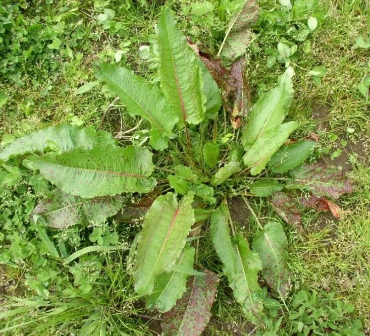 Перси щавель и ракушка фото Pin on Garden