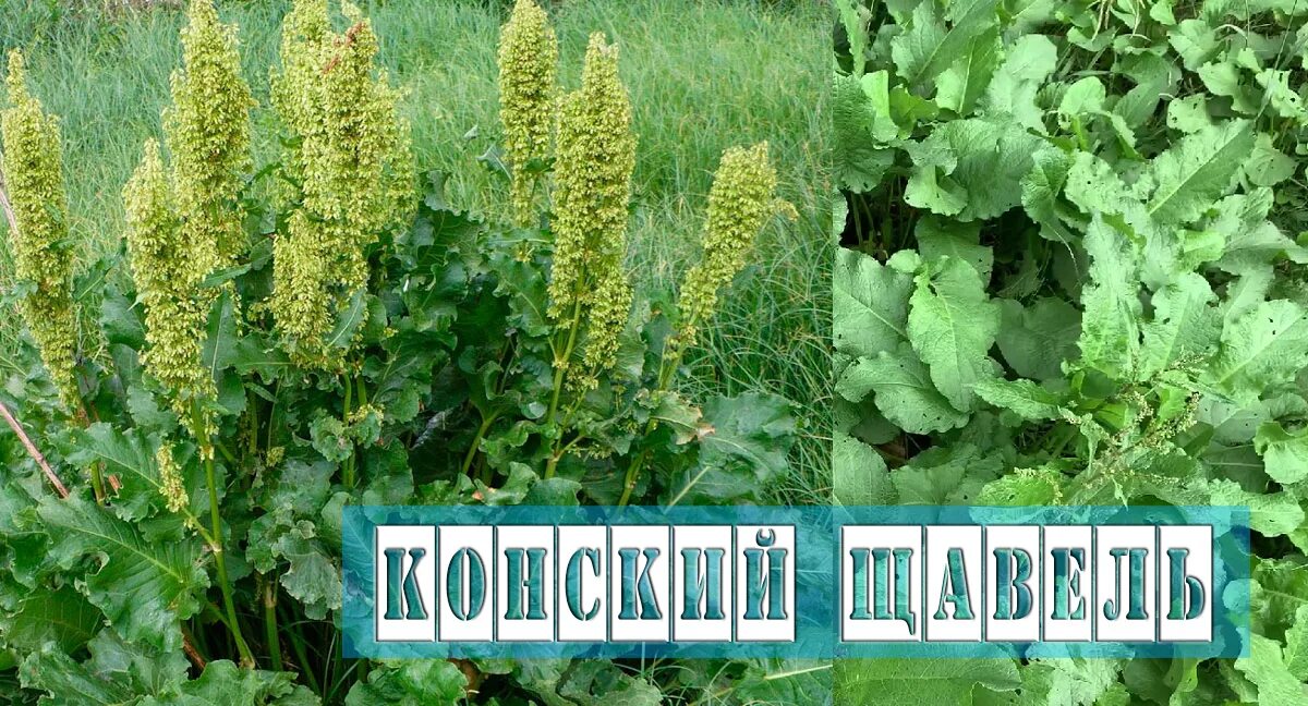 Перси щавель и ракушка фото Конский щавель, Авелук. Лечебные свойства. Готовим салат. - смотреть видео онлай