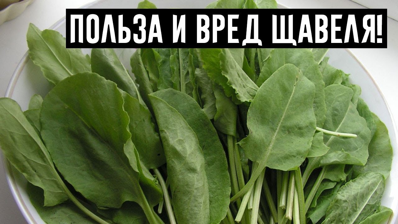 Перси щавель и ракушка фото ЩАВЕЛЬ вызывает НЕОБРАТИМЫЕ ПРОЦЕССЫ в организме! Врачи в шоке! - YouTube