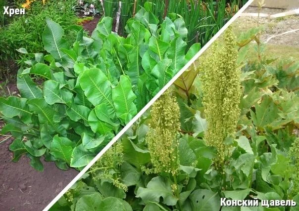 Перси щавель и ракушка фото Щавель Щавель известен очень давно, хотя в России его долгое время считали сорня