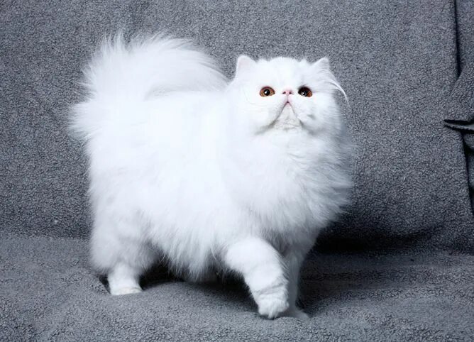 Персидская порода кошек фото Pin von spooke slotte auf *smiling cat face emoji