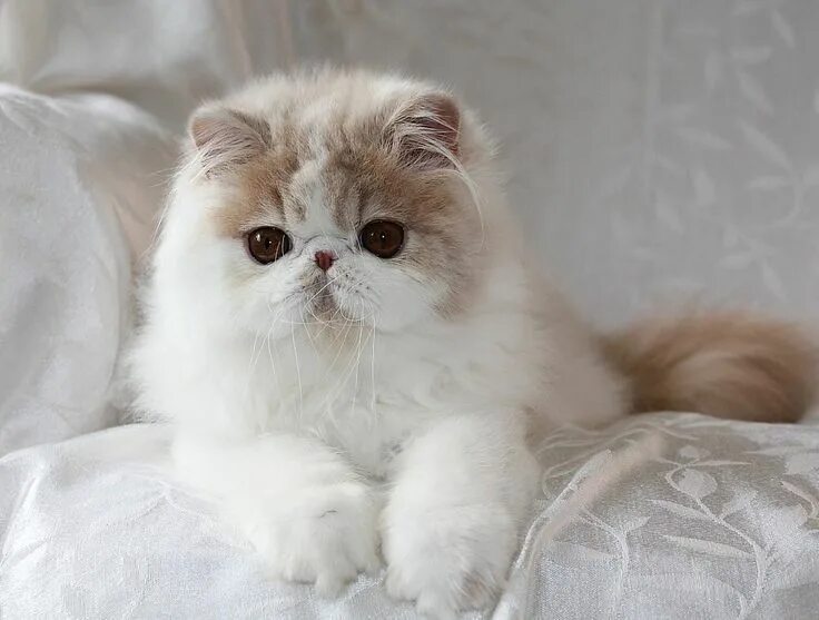Персидская порода кошек фото Alfenloch Himalayan kittens, Persian kittens, Ontario, Canada Himalayan kitten, 