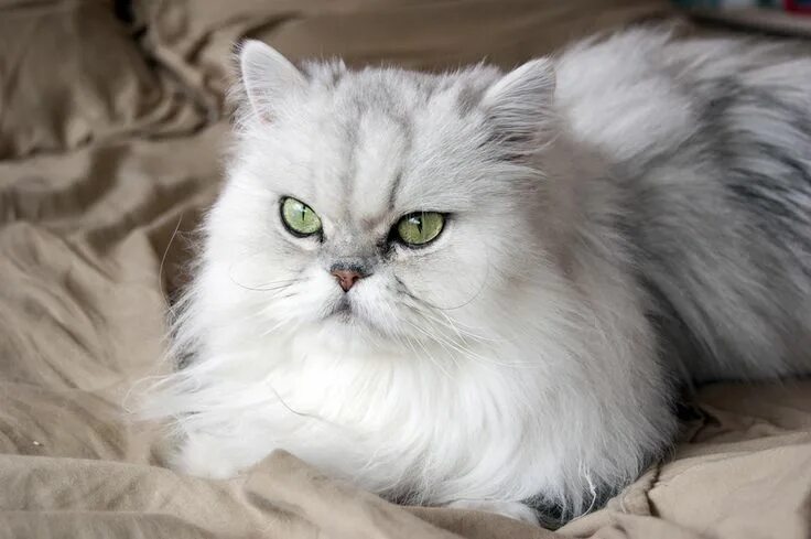 Персидская порода кошек фото About Persian Cats - Cat Breeds Persian cat, Cat breeds, Best cat breeds