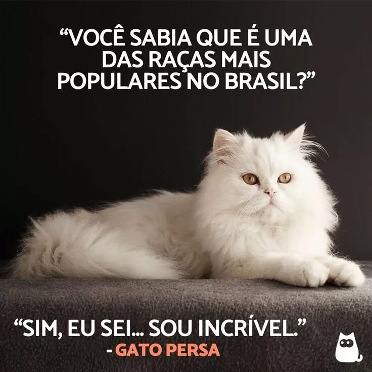 Персидская порода кошек фото Gato Persa: características e fotos Gatos, Raças de gatos, Gato persa