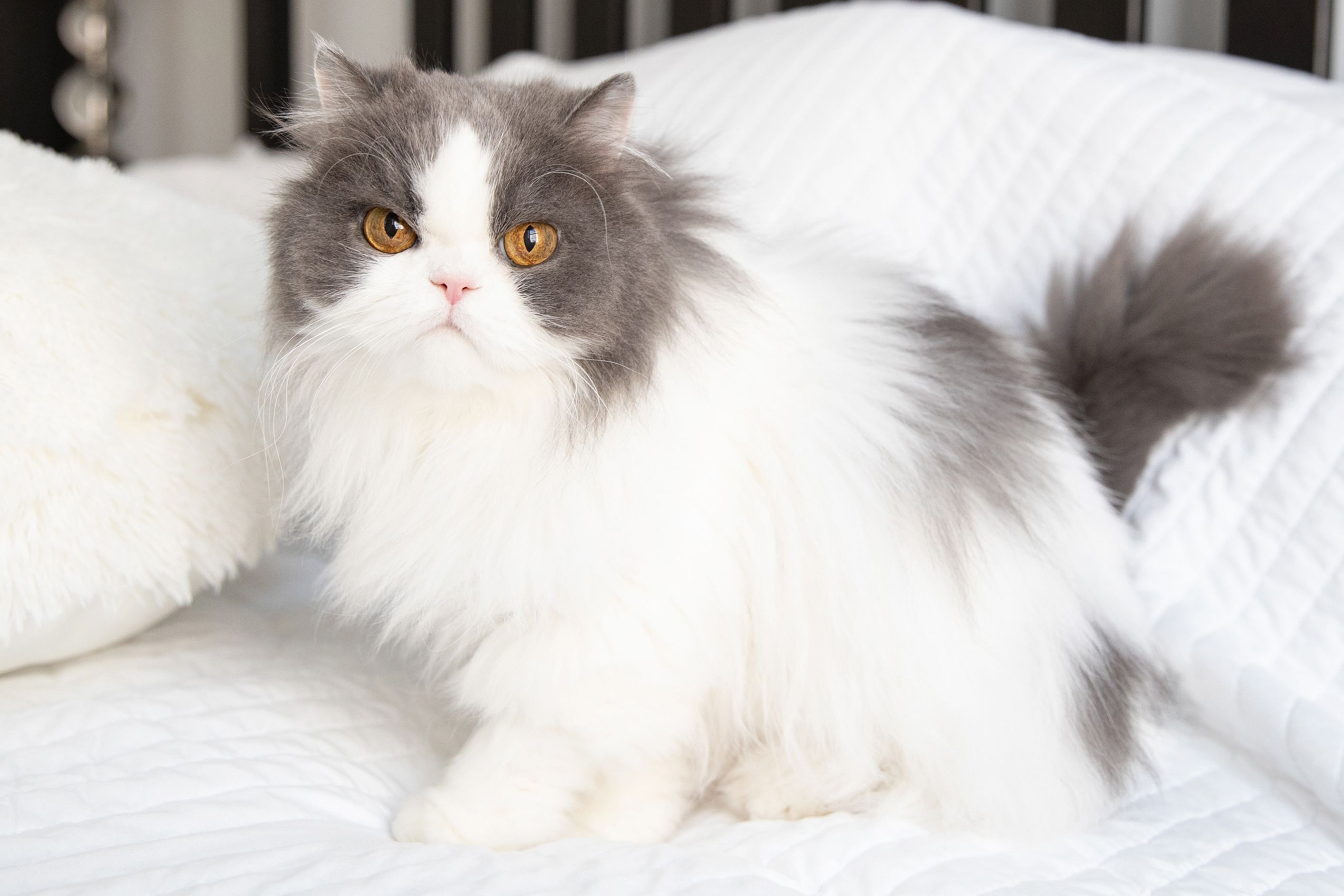Персидская порода кошек фото 15 Adorable Names for Persian Cats