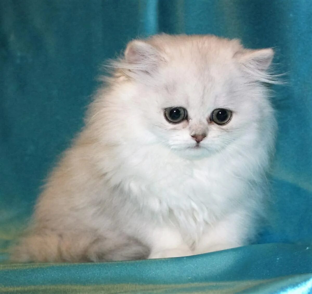 Персидские шиншиллы котята фото Сибирская шиншилла кошка