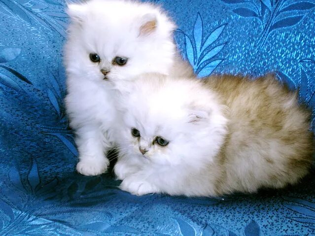 Персидские шиншиллы котята фото Персидская шиншилла котята Foto-Gadanie.ru