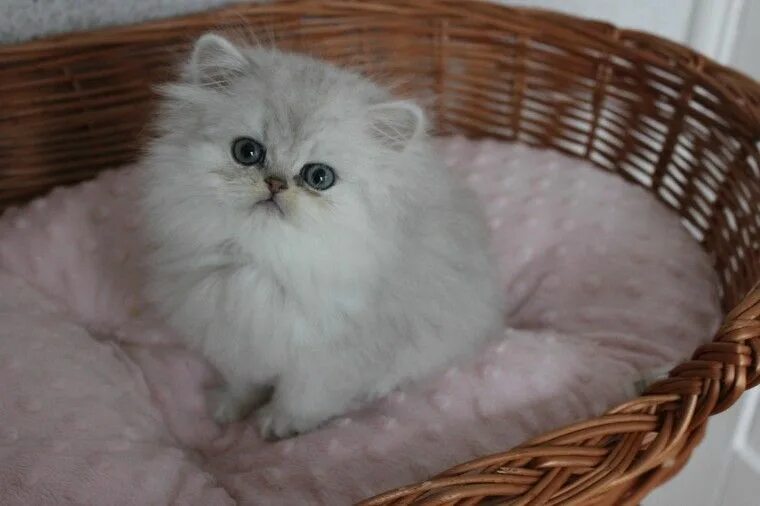 Персидские шиншиллы котята фото Персидская Шиншилла Кошка Фото - Foto-na-telefon.ru