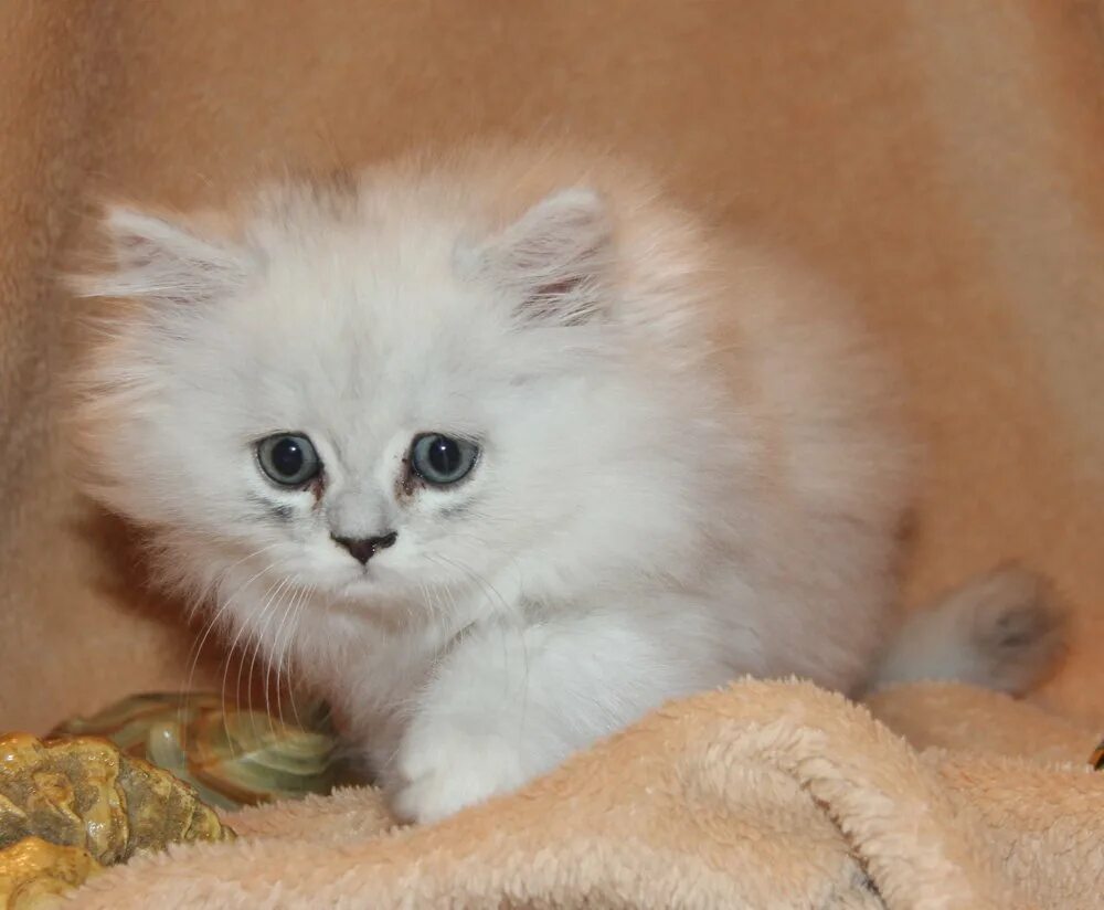 Персидские шиншиллы котята фото Котята персидские шиншиллы из питомника ДОМИНО МЕДЖИК - 16 Сентября 2017 - Клуб 