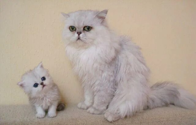 Персидские шиншиллы котята фото Котята - в городе Астрахань, ID 51209