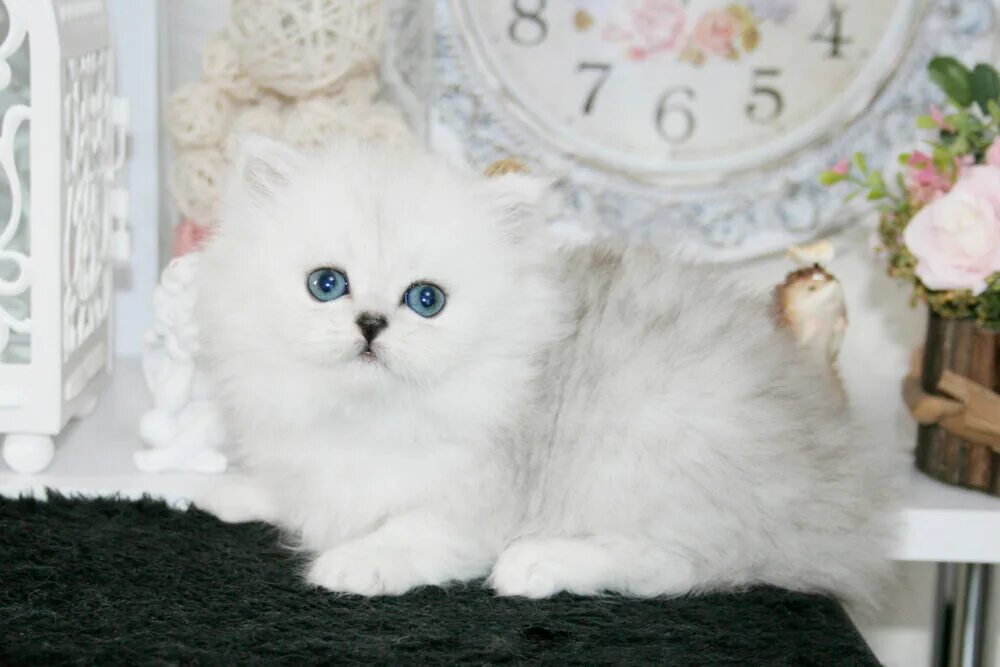 Персидские шиншиллы котята фото Питомник персидских кошек Mon Ami, питомник животных, ул. Михайлова, 45/9, Москв