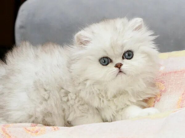 Персидские шиншиллы котята фото Как ухаживать за персидским котенком