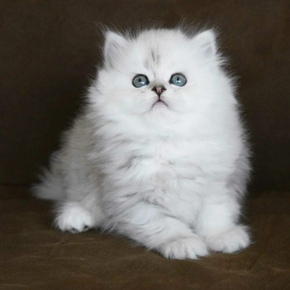 Персидские шиншиллы котята фото Персидская шиншилла