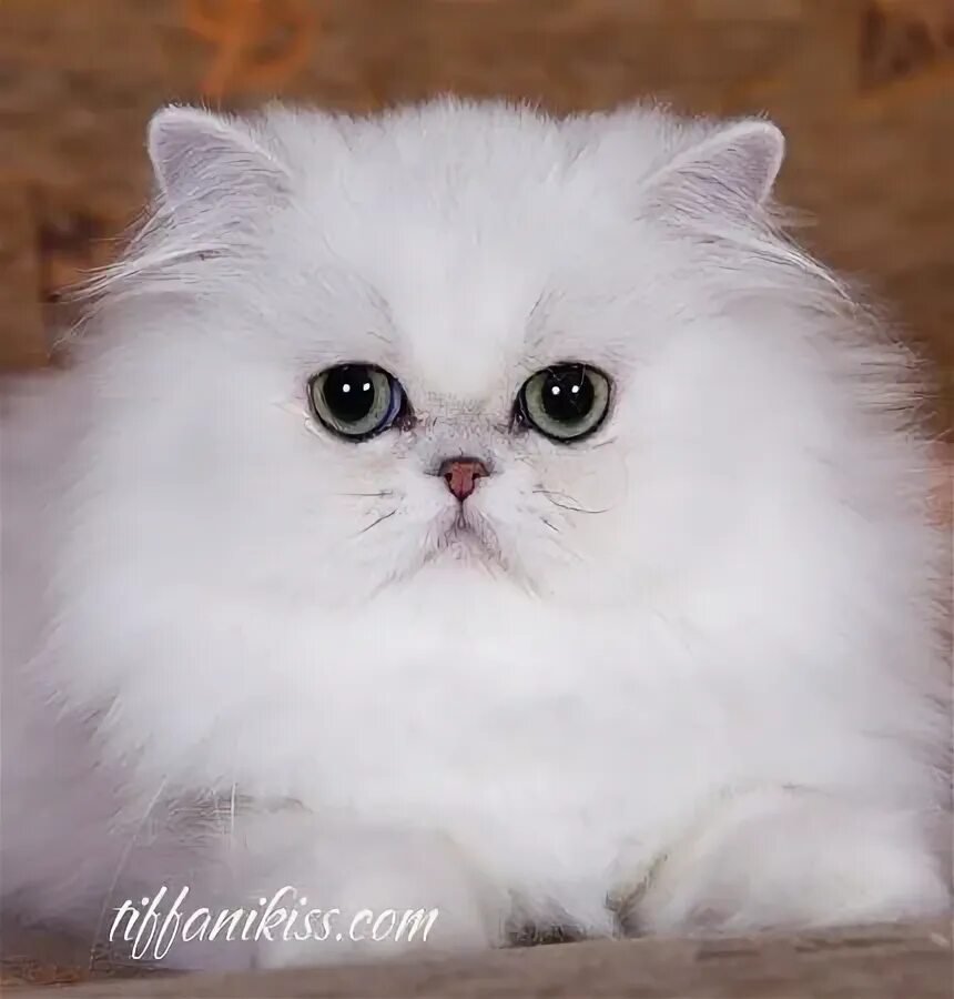 Персидские шиншиллы котята фото CH (WCF) LYNN ILLANIUS *RU Персидские кошки, Сумасшедшие кошки, Кошки и котята