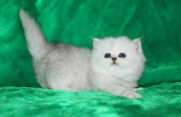 Персидские шиншиллы котята фото Неактивно
