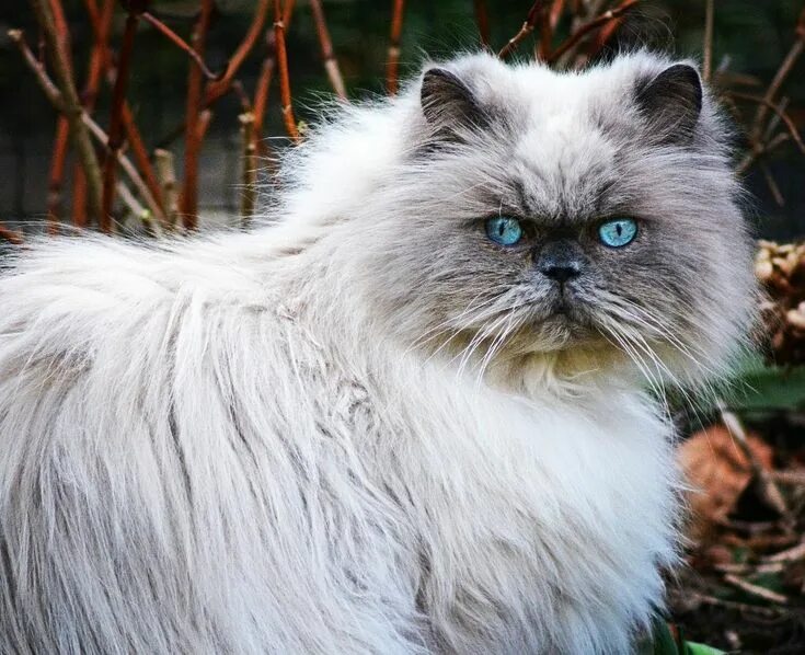 Персидский генерал кот фото Pin en Tipos de gato Persa