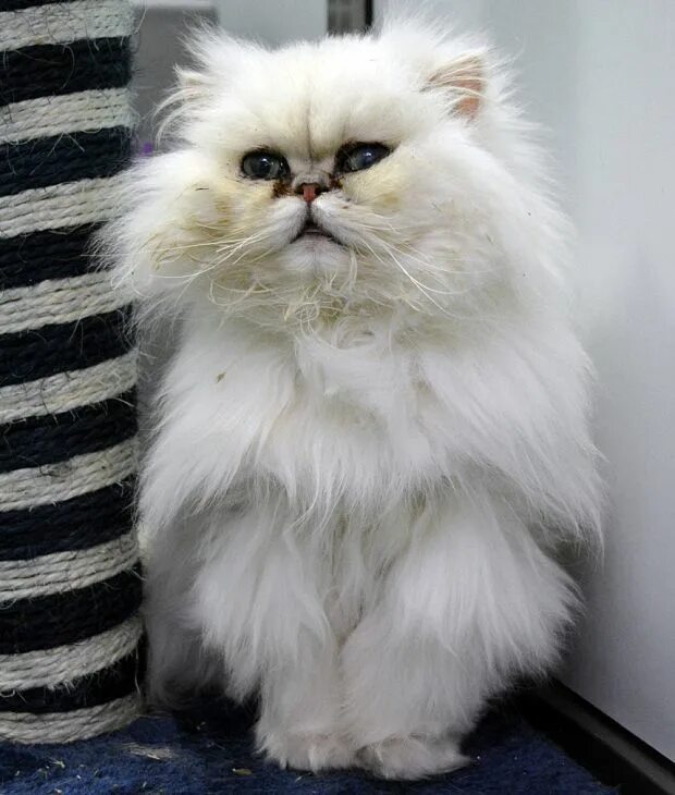 Персидский генерал кот фото Persian cat Penelope gets 'special haircut' in hope of finding new owner Cat hai