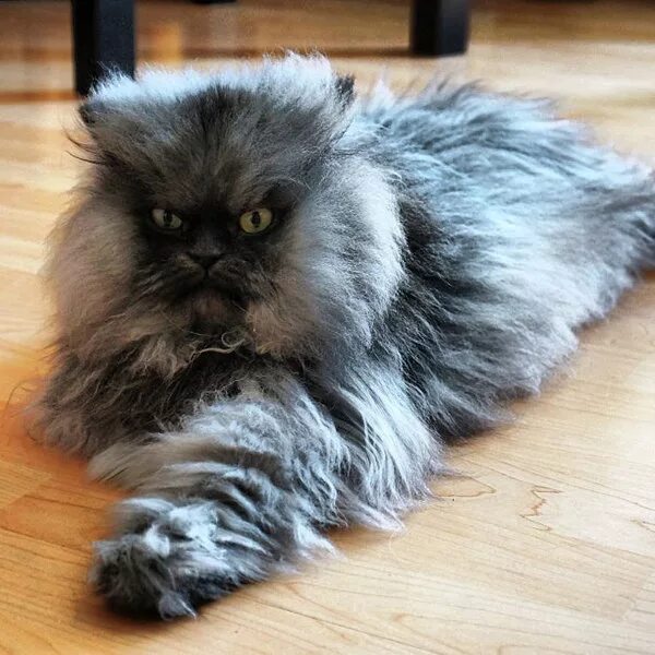 Персидский генерал кот фото Файл:Colonel Meow.jpg - Википедия