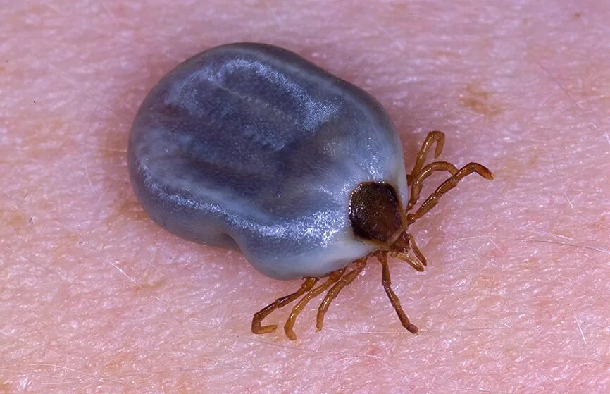 Персидский клещ фото It's tick time again on the Far North Coast - The Echo