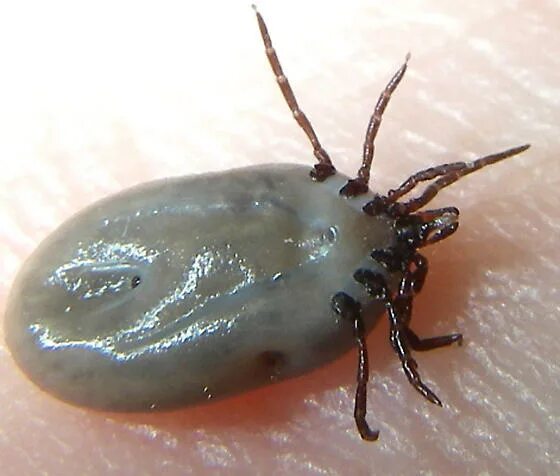 Персидский клещ фото Ticks Tick 1 Image 2 of 2 - Ixodes - BugGuide.Net