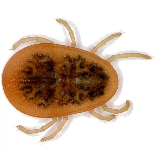 Персидский клещ фото zoology - What is this bug? - Biology Stack Exchange