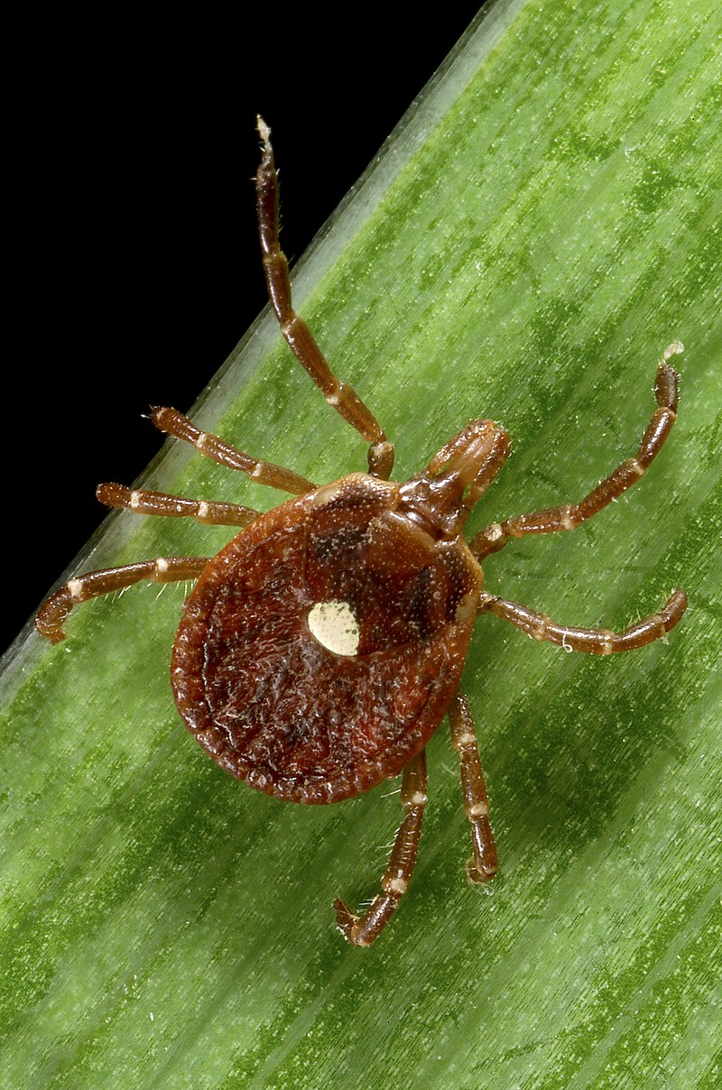 Персидский клещ фото File:Amblyomma americanum tick 2.jpg - Wikipedia